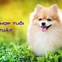 Tính Cách Của Tuổi Tuất